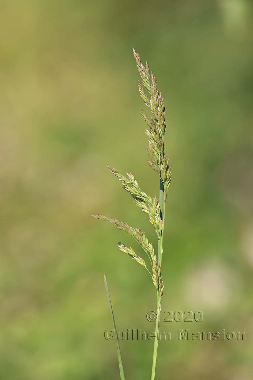 Poa pratensis