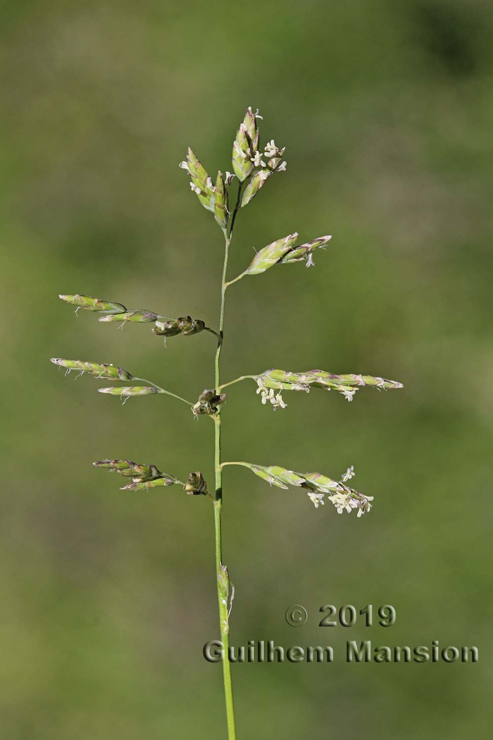 Poa supina