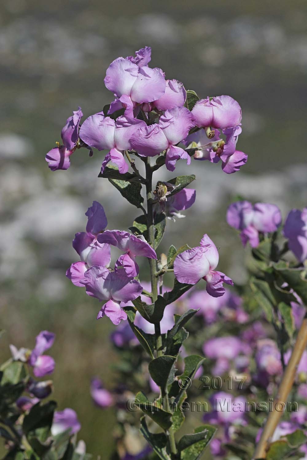 Podalyria calyptrata