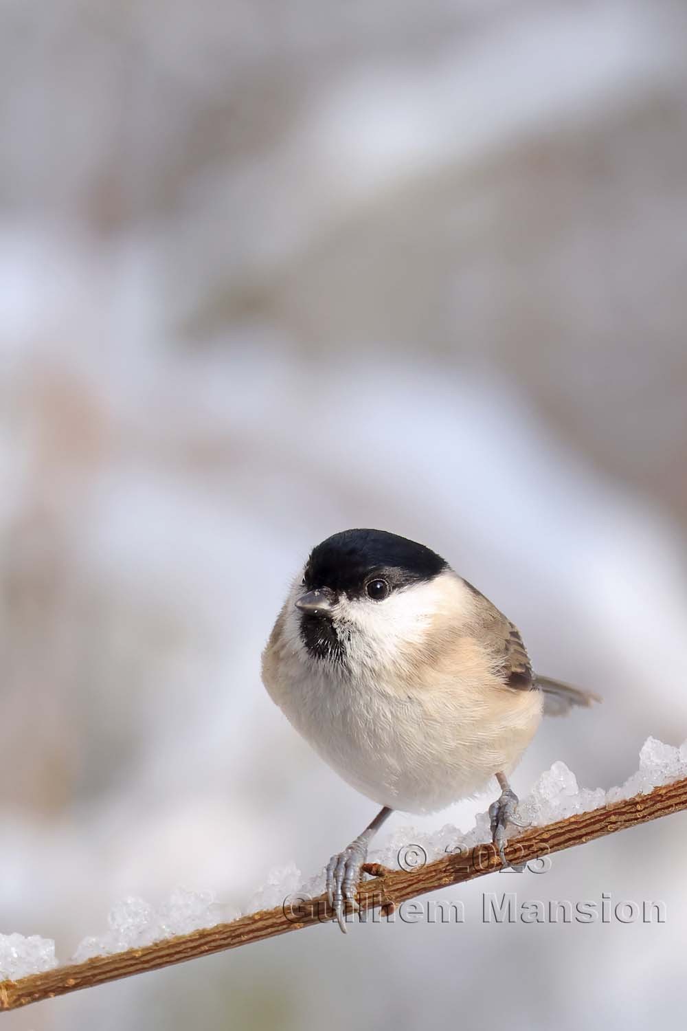 Poecile palustris - Mésange nonnette