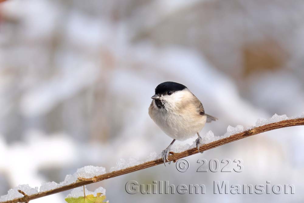 Poecile palustris - Mésange nonnette