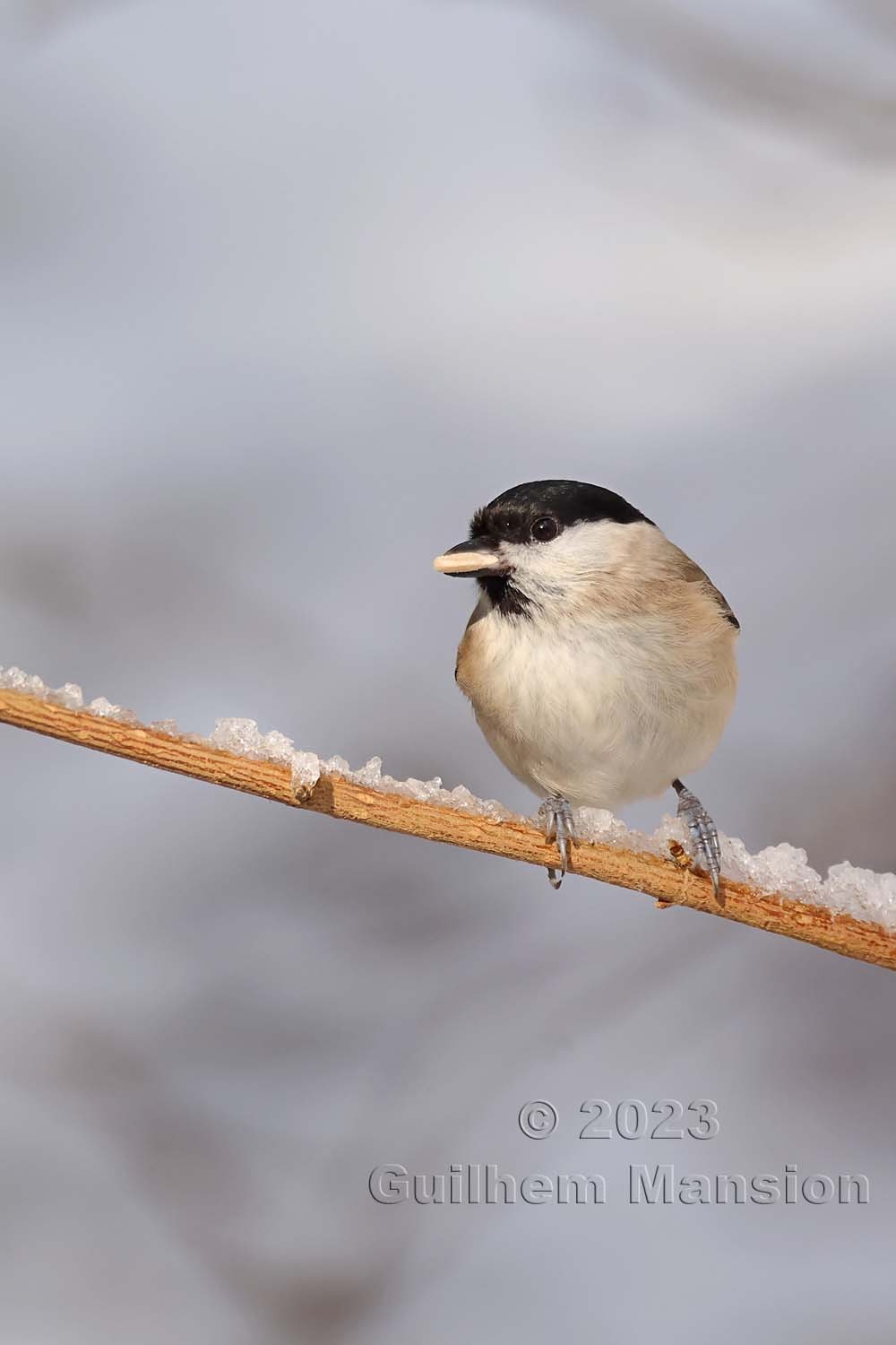 Poecile palustris - Mésange nonnette