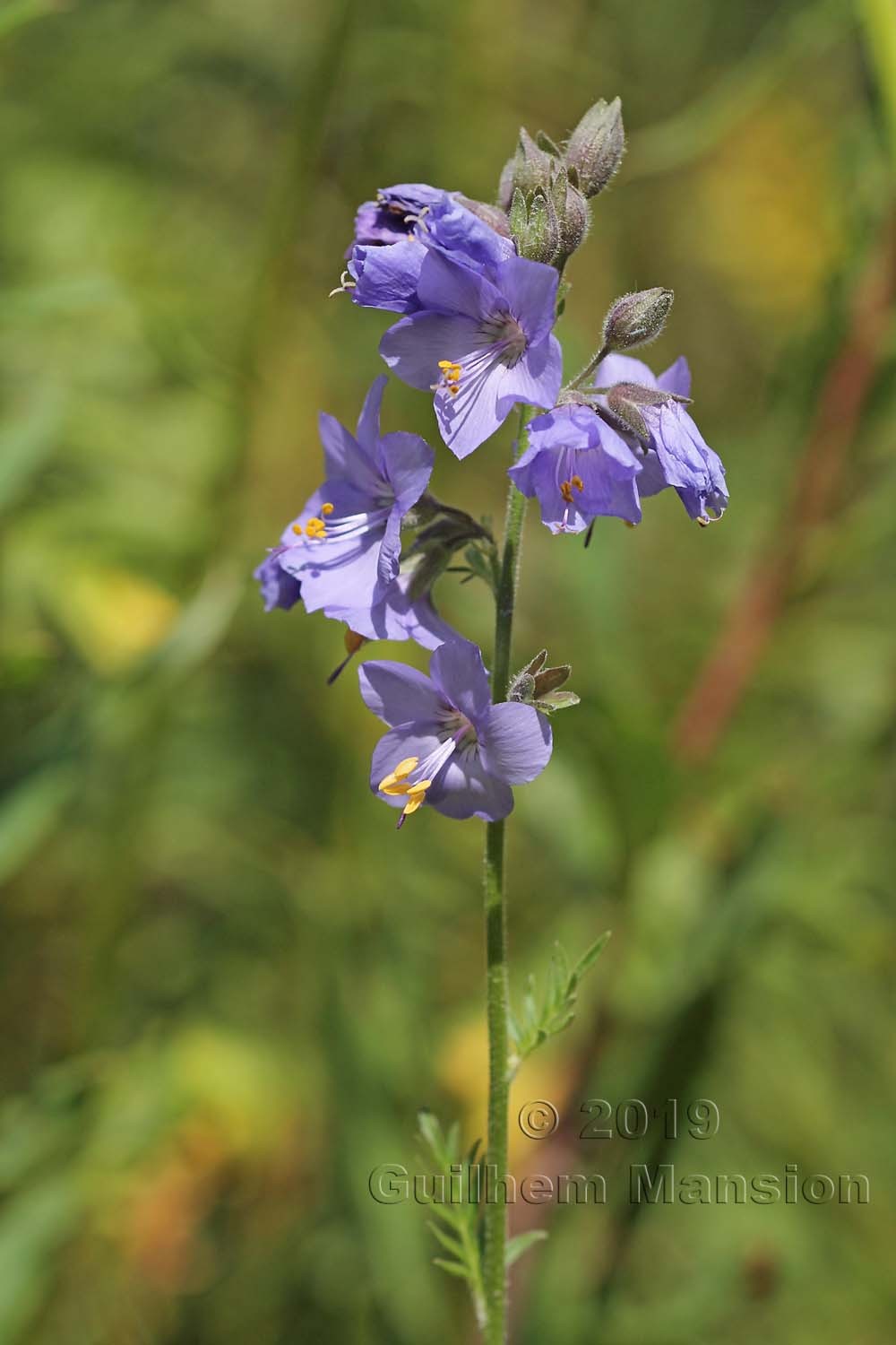 Polemonium caeruleum