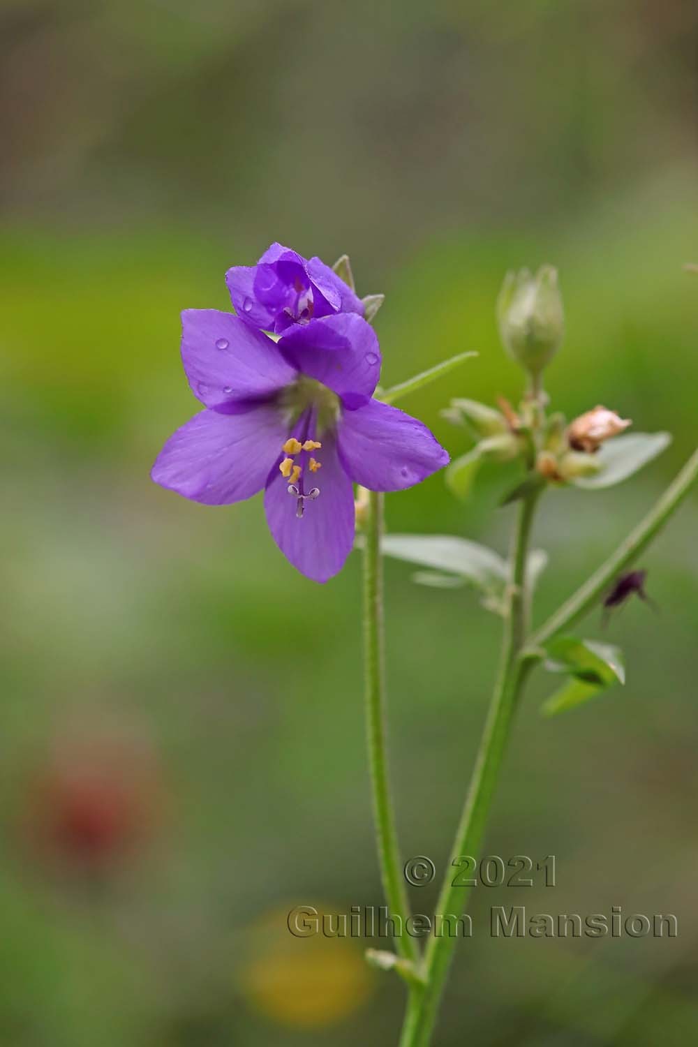 Polemonium caeruleum