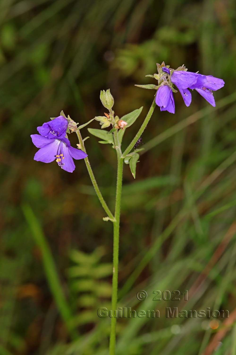 Polemonium caeruleum