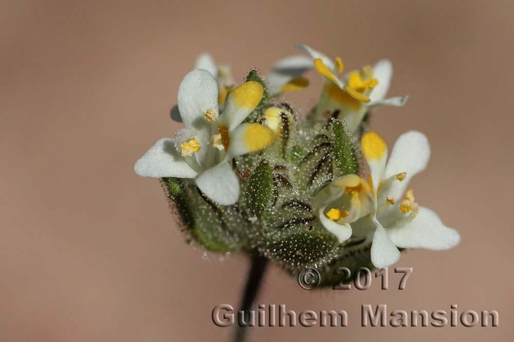 Polycarena aurea