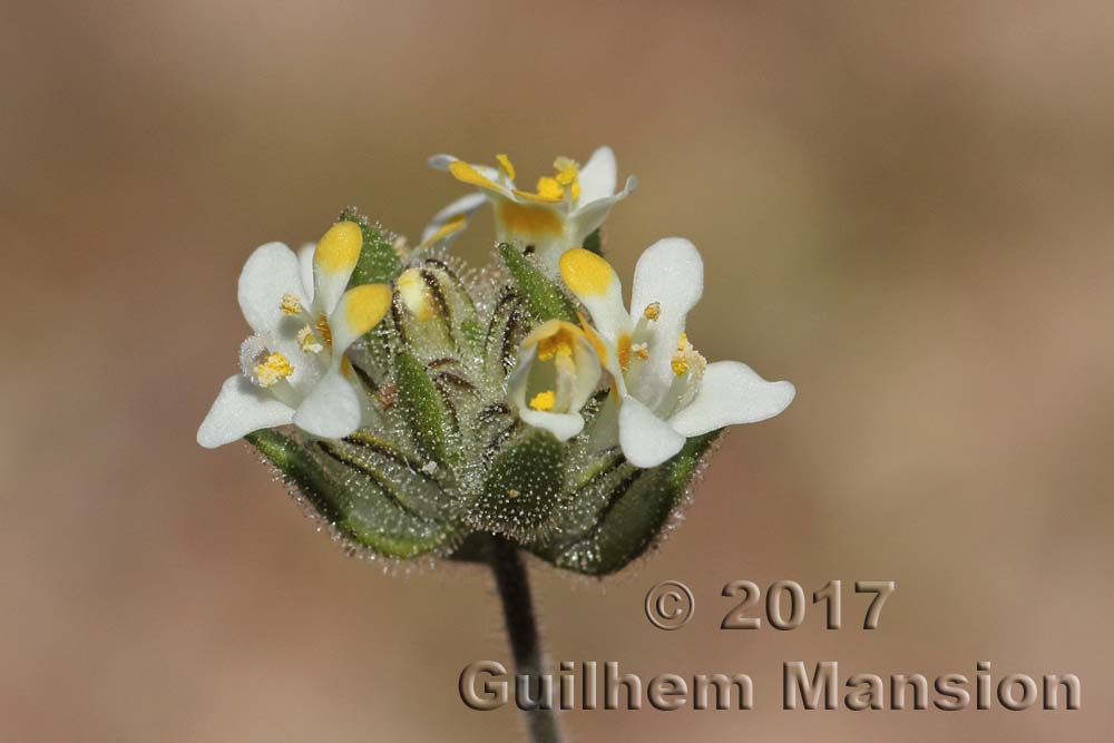 Polycarena aurea