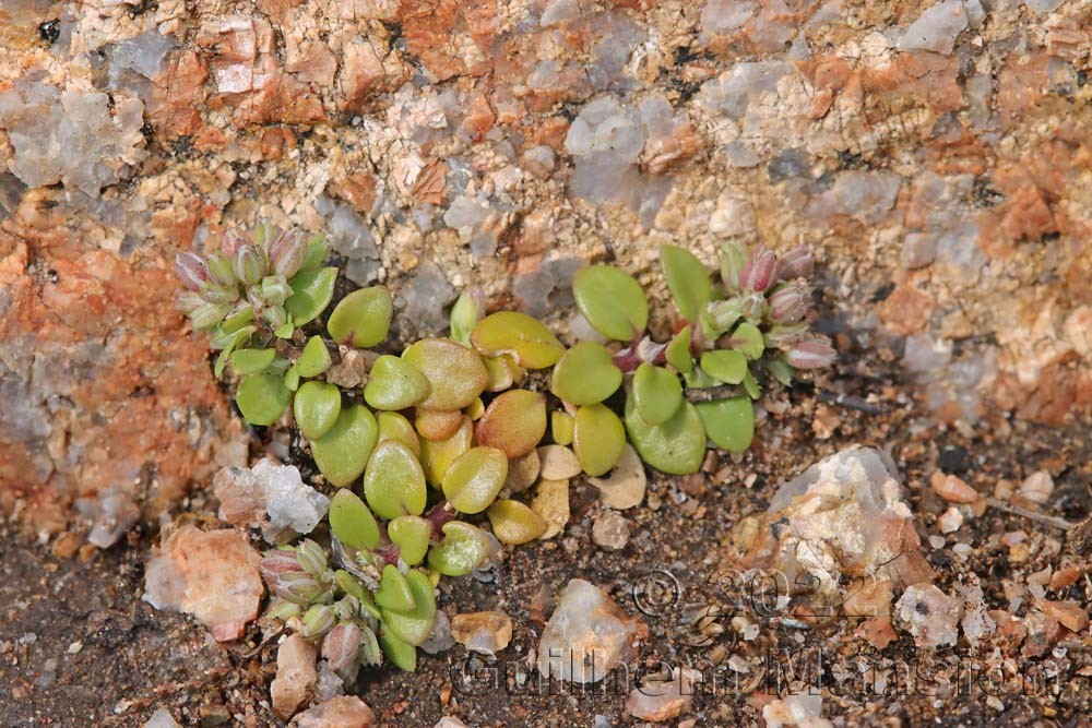 Polycarpon tetraphyllum