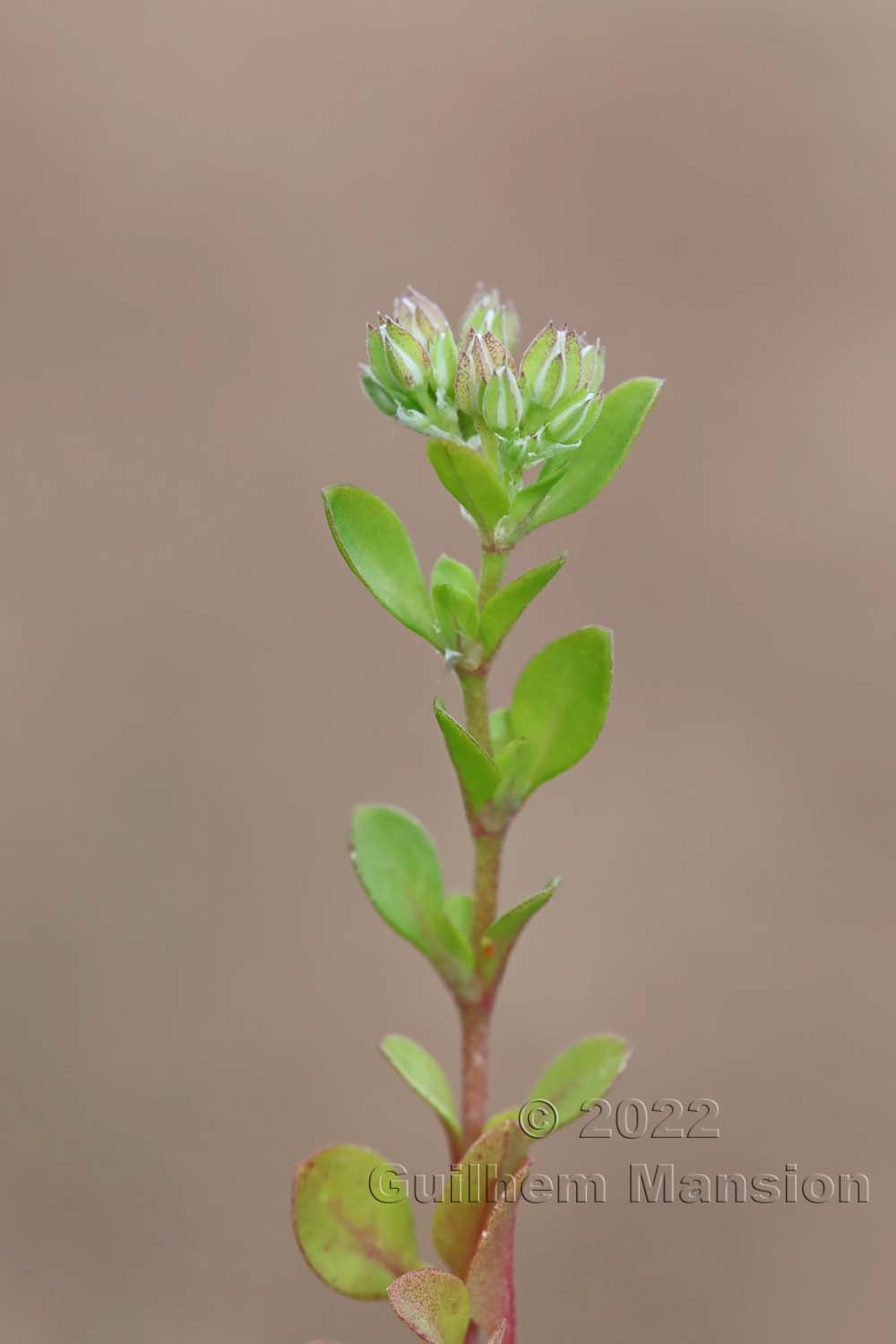 Polycarpon tetraphyllum