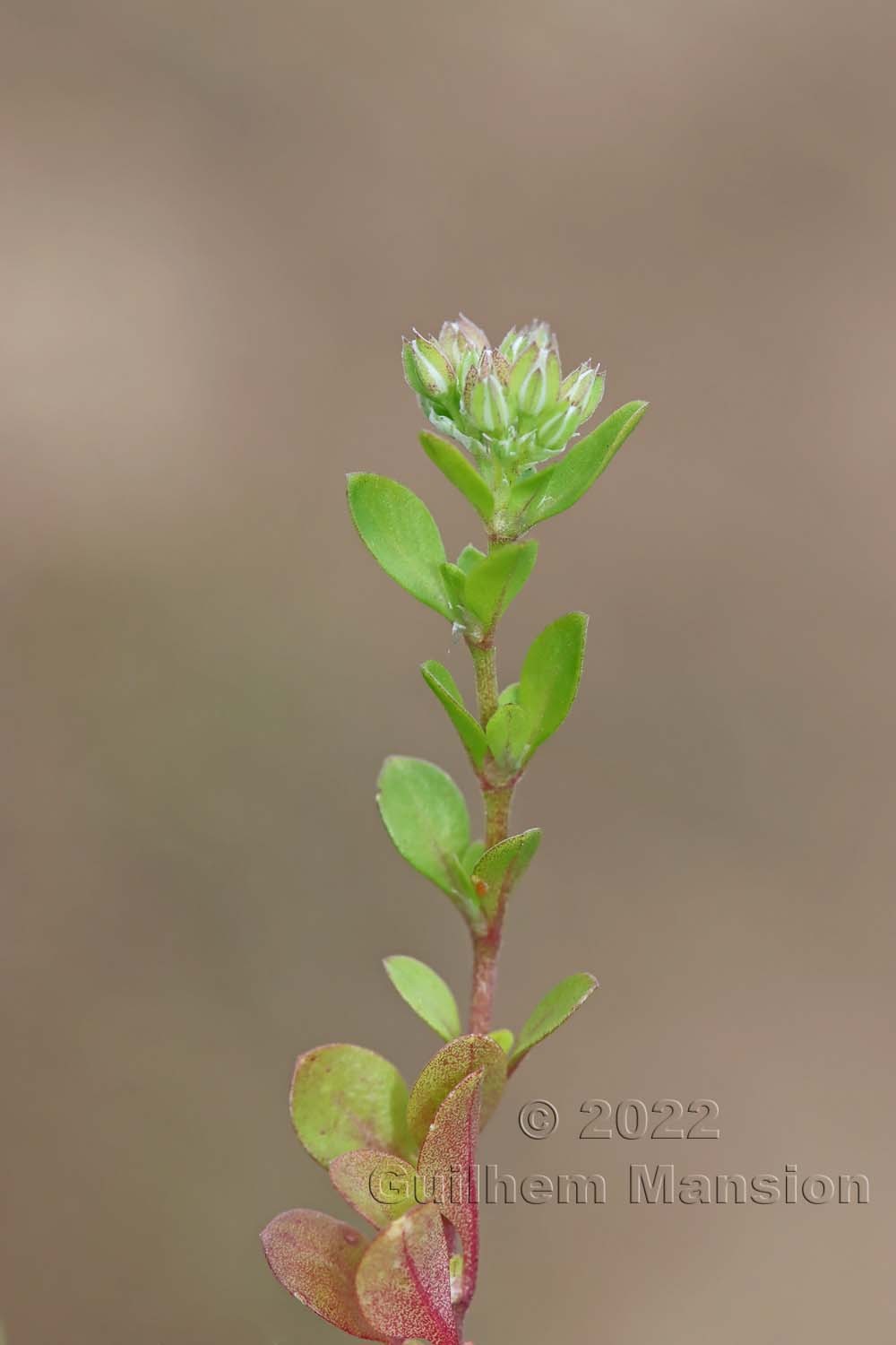 Polycarpon tetraphyllum