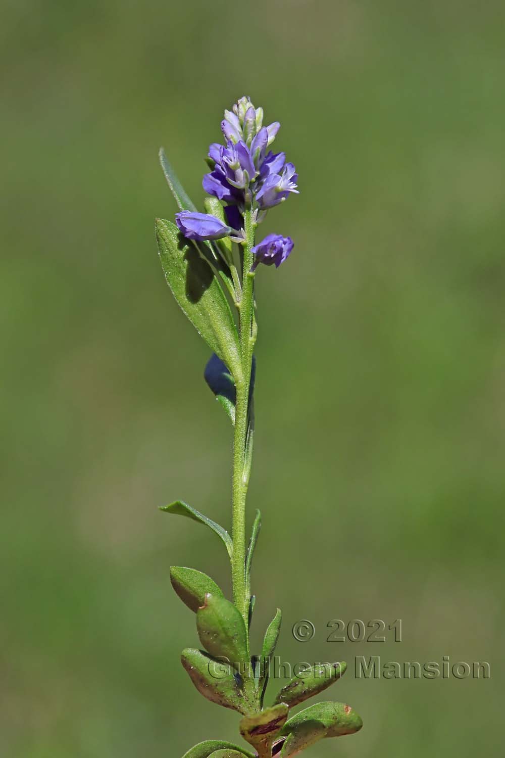 Polygala alpestris