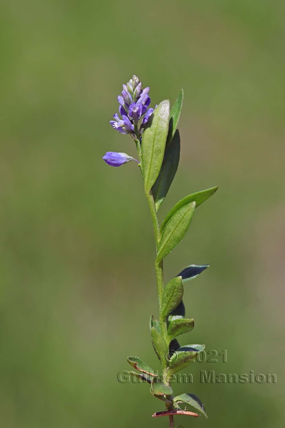 Polygala alpestris