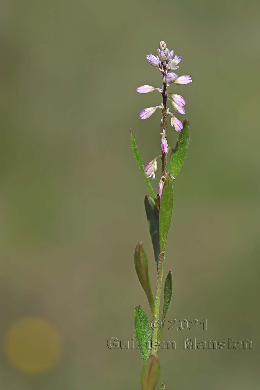 Polygala amarella