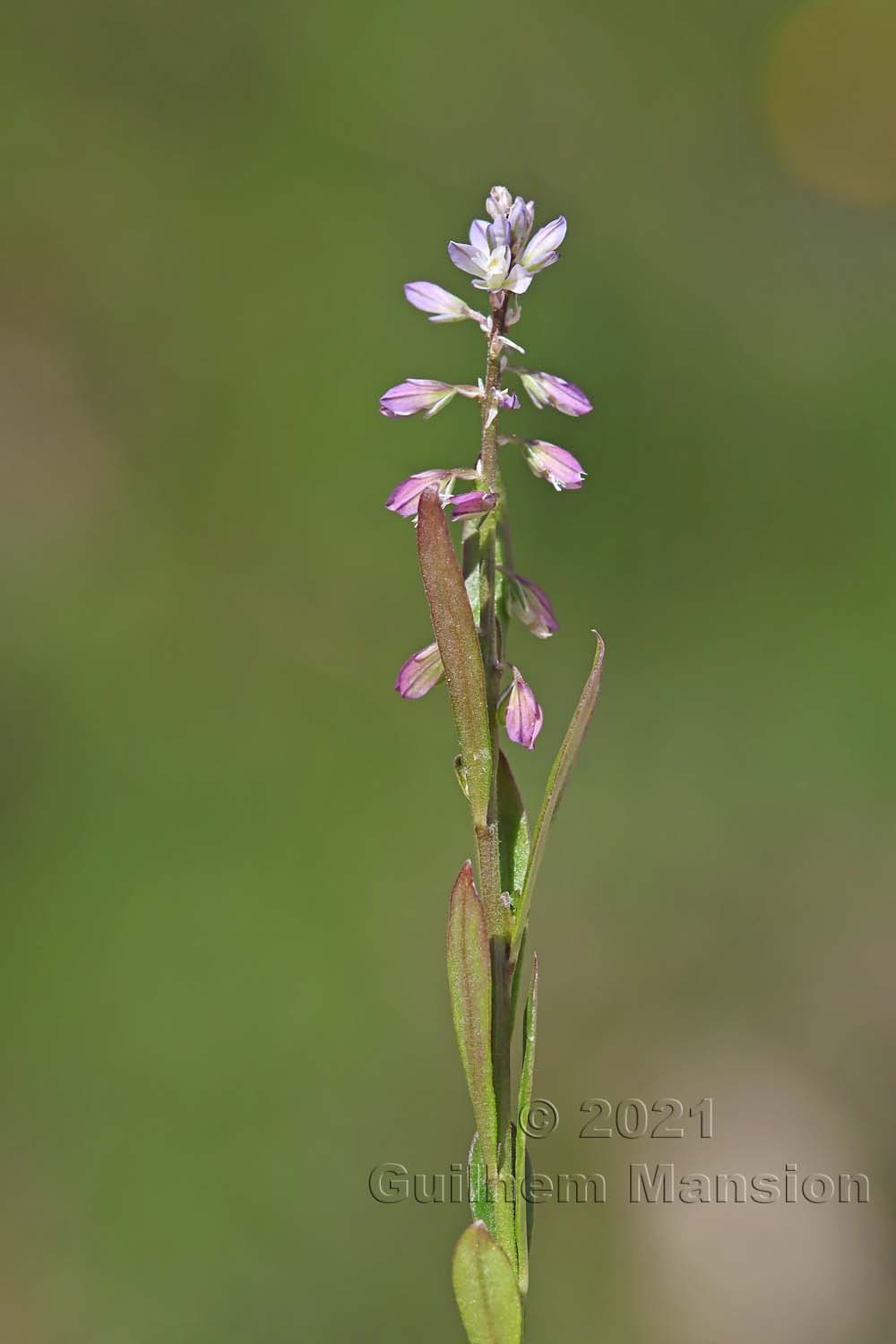 Polygala amarella