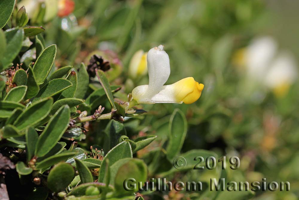 Polygala chamaebuxus