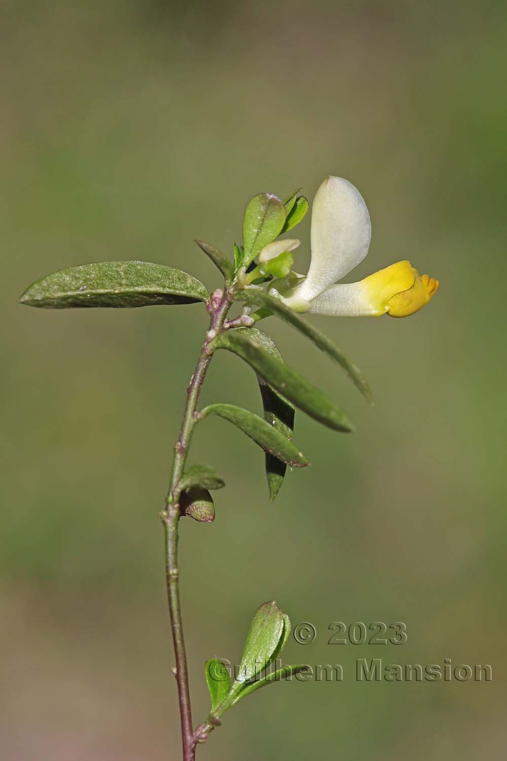 Polygala chamaebuxus