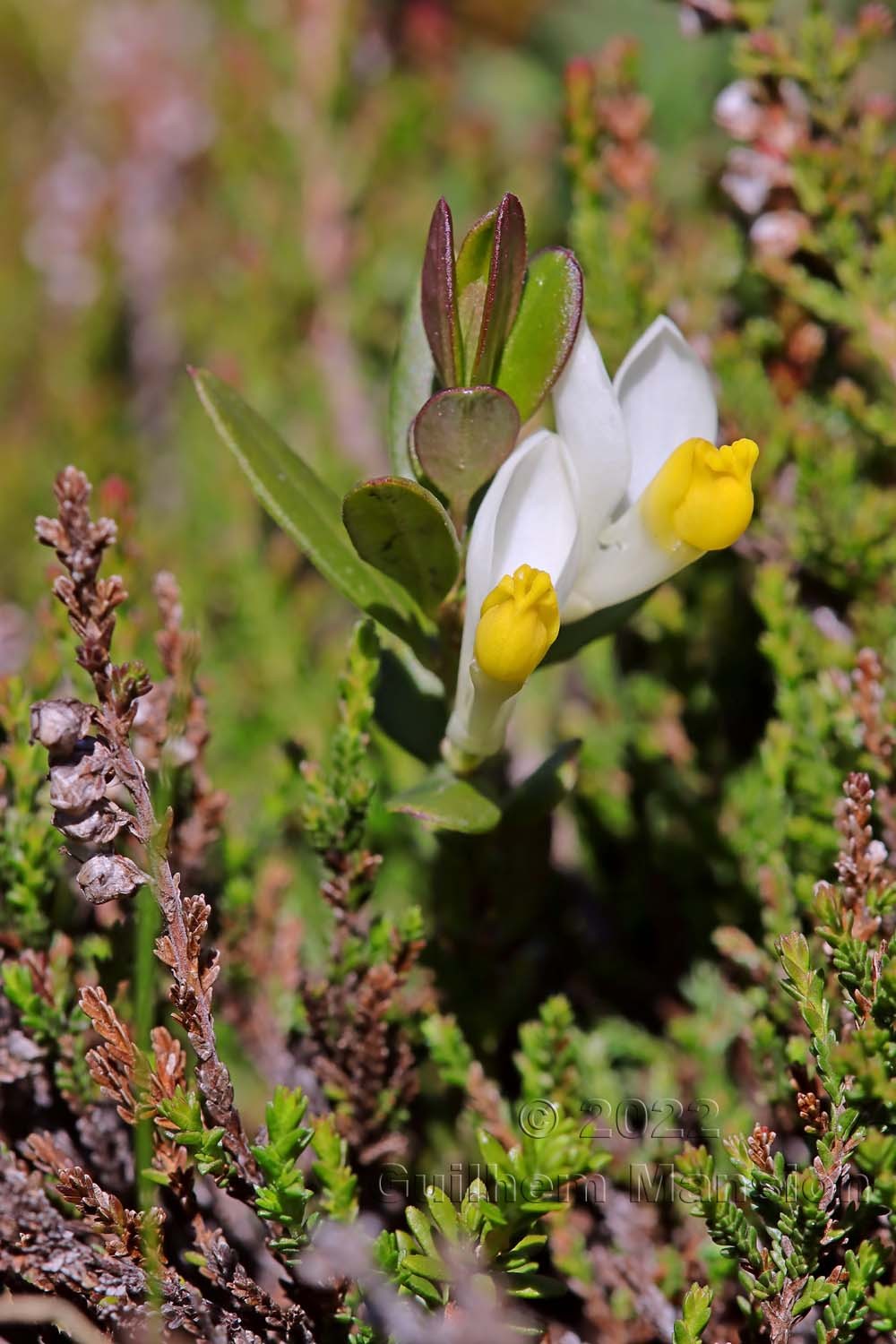 Polygala chamaebuxus