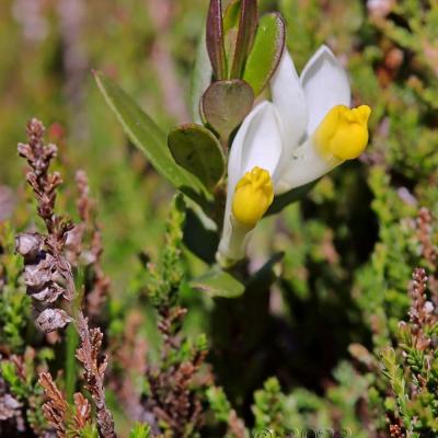 Polygala chamaebuxus