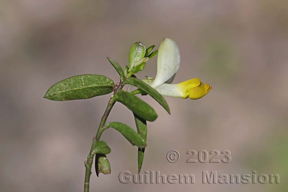 Polygala chamaebuxus