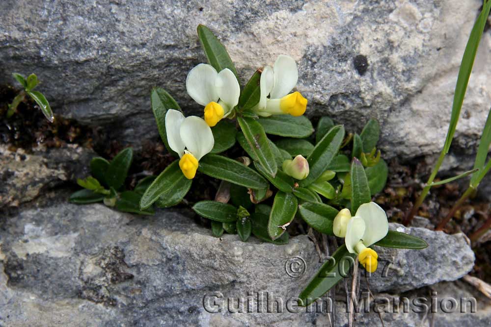 Polygala chamaebuxus