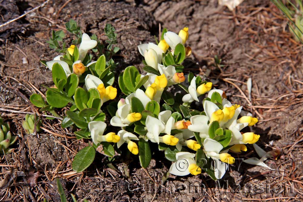 Polygala chamaebuxus