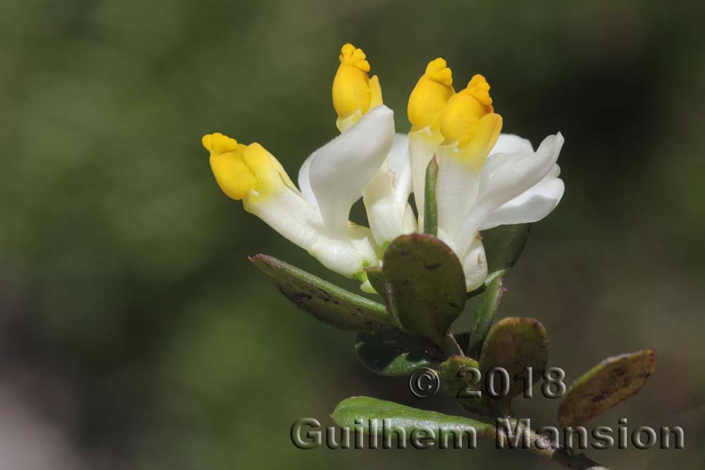 Polygala chamaebuxus