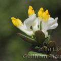 Family - Polygalaceae