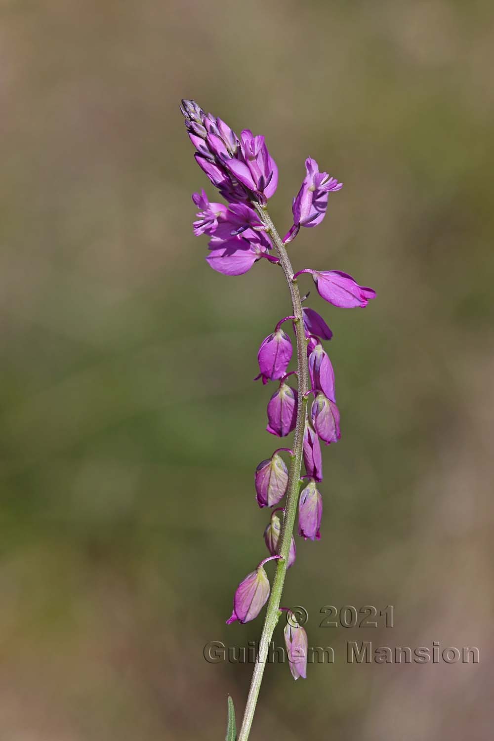 Polygala comosa