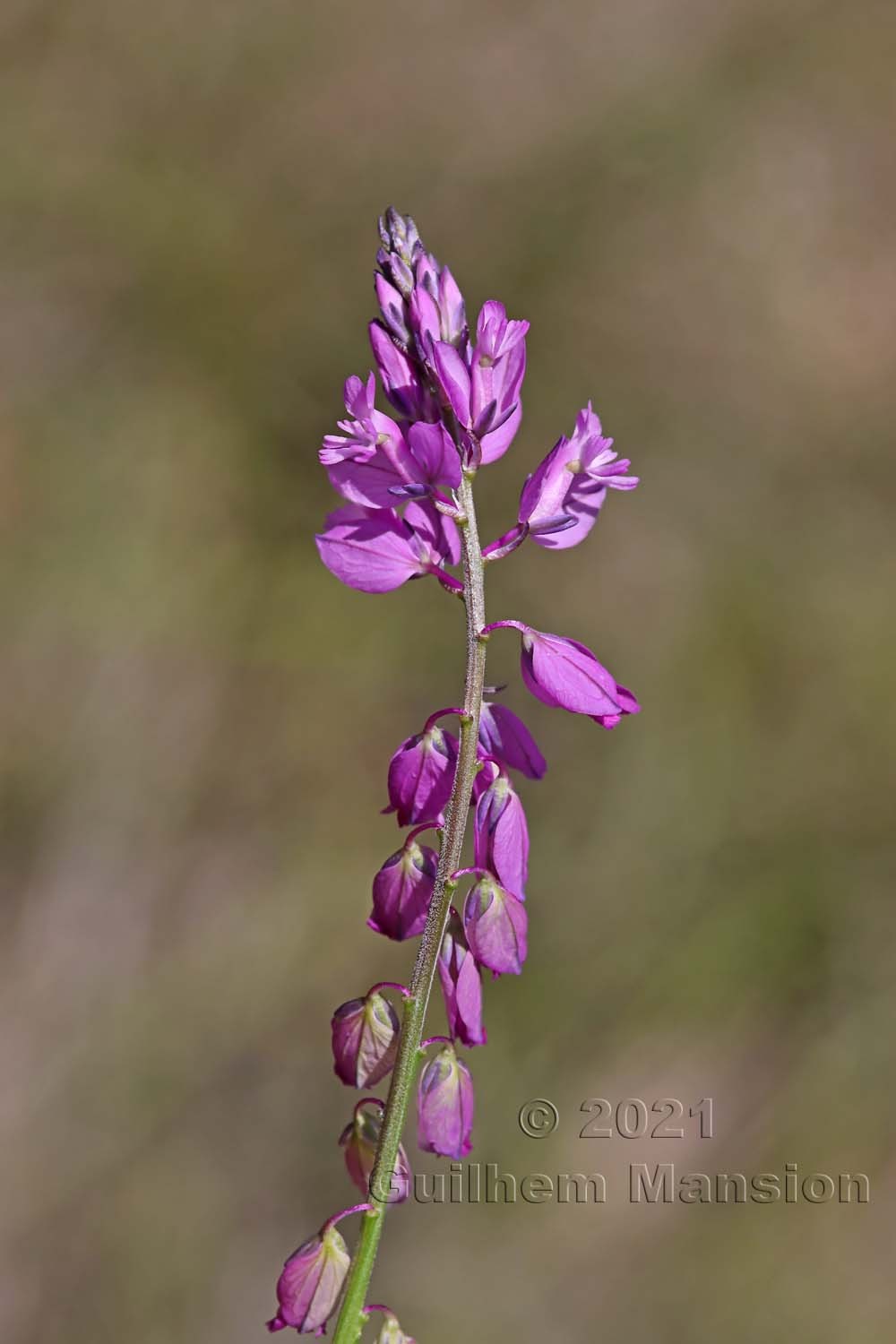 Polygala comosa