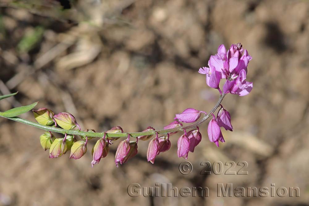 Polygala comosa