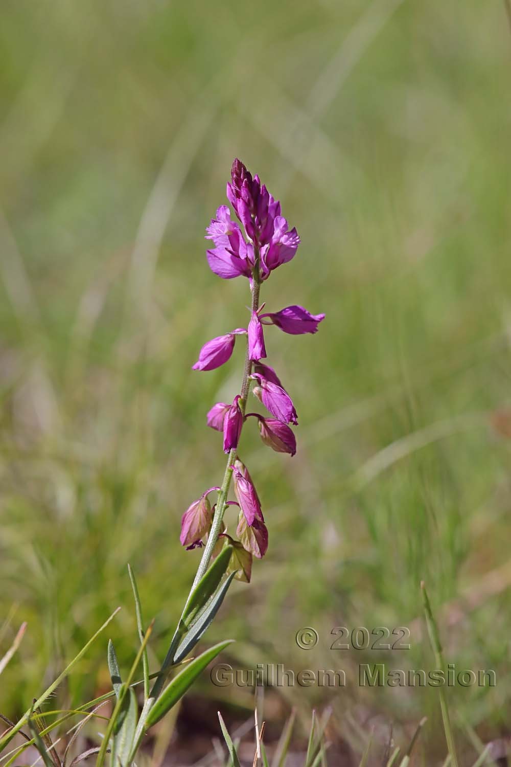 Polygala comosa