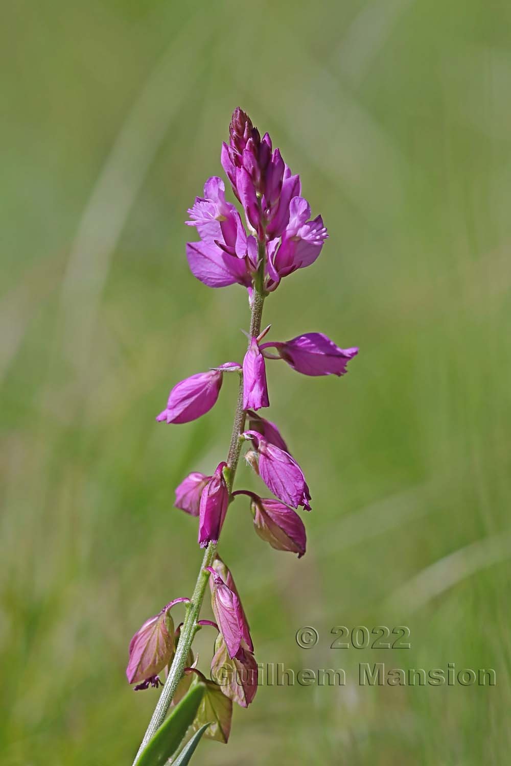 Polygala comosa