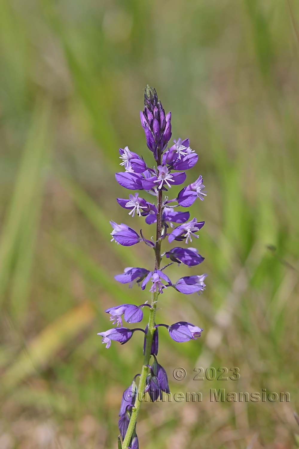 Polygala comosa