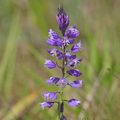 Polygala comosa