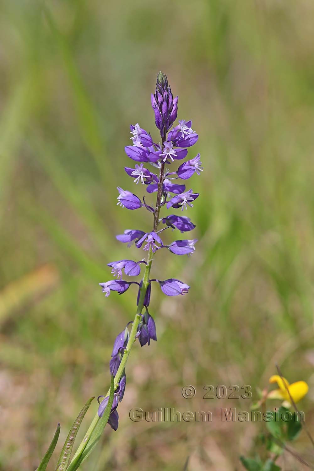 Polygala comosa