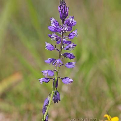 Polygala comosa