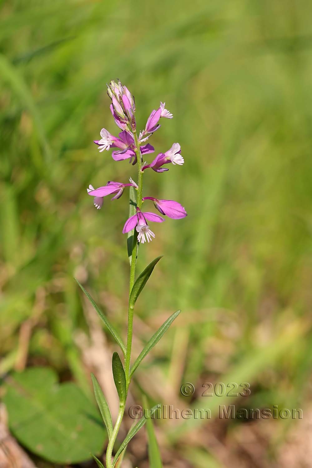 Polygala comosa