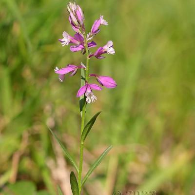 Polygala comosa