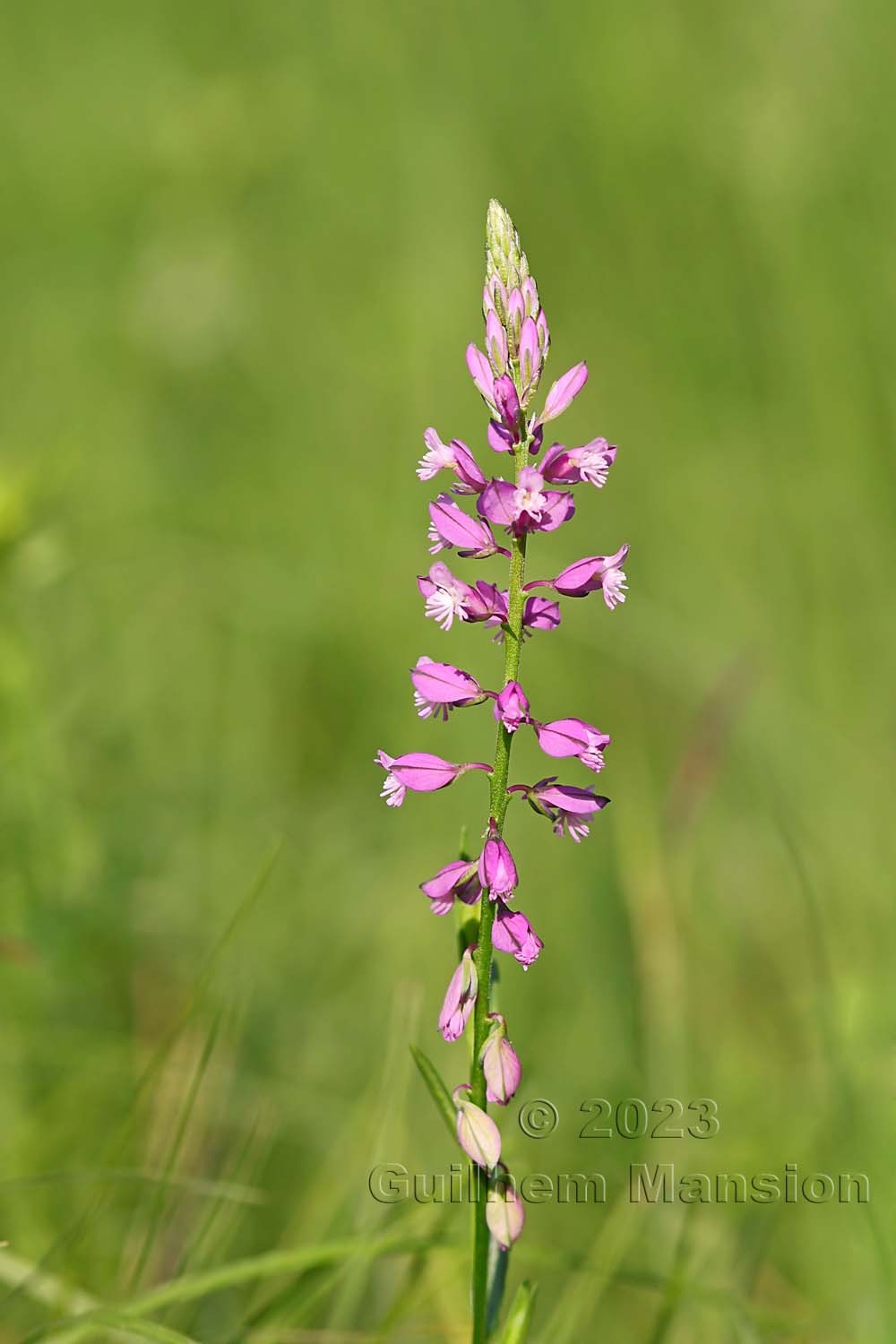 Polygala comosa