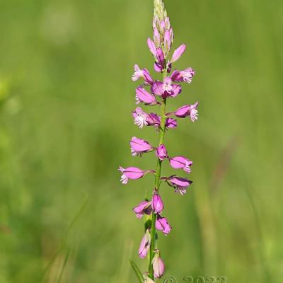 Polygala comosa