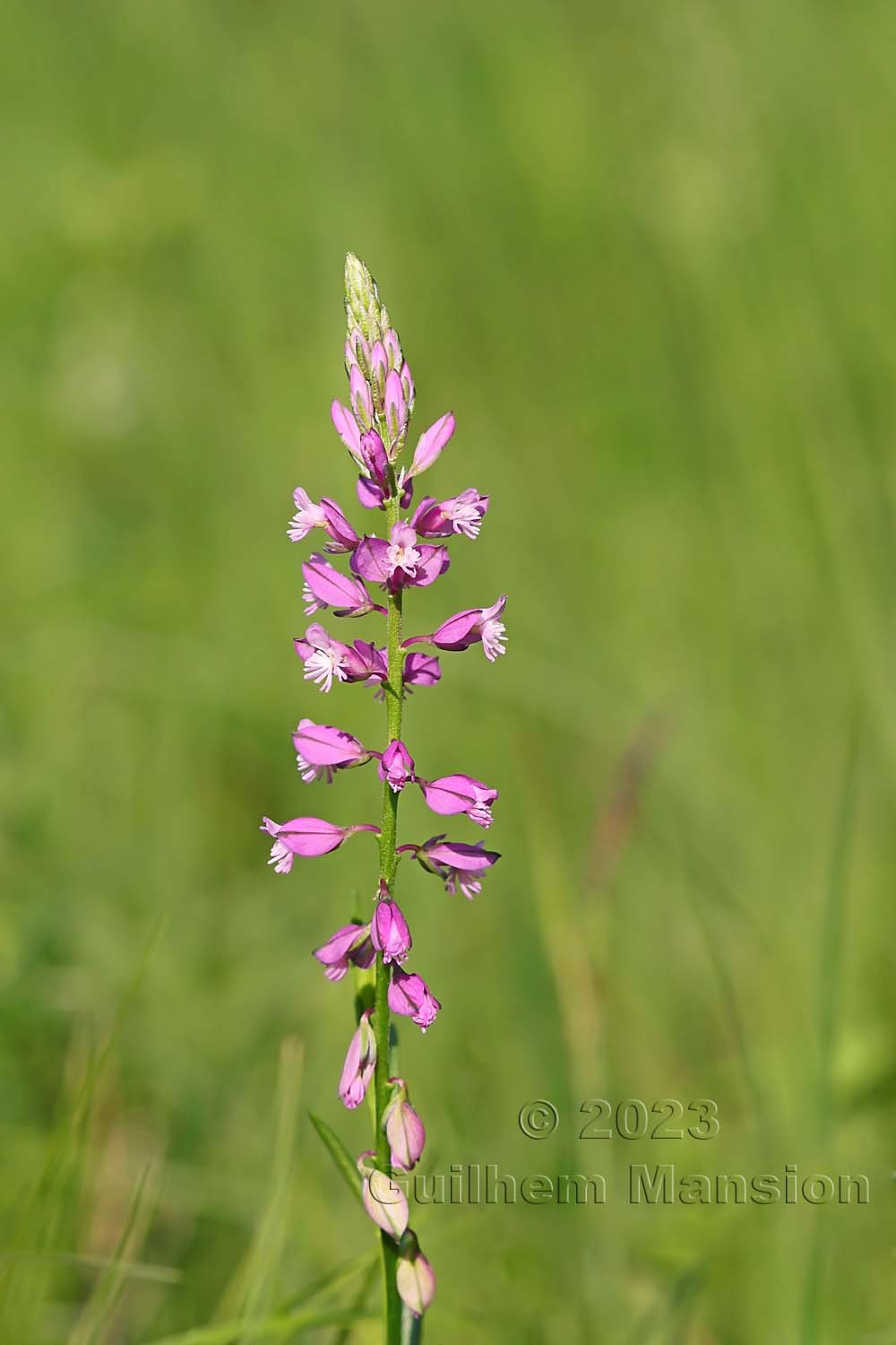 Polygala comosa