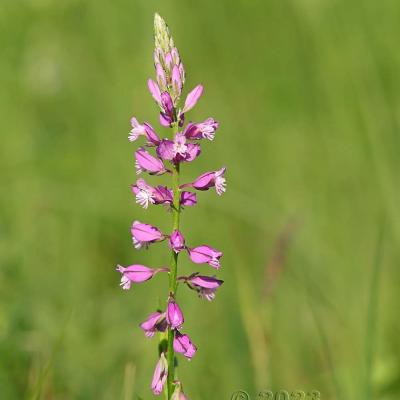 Polygala comosa