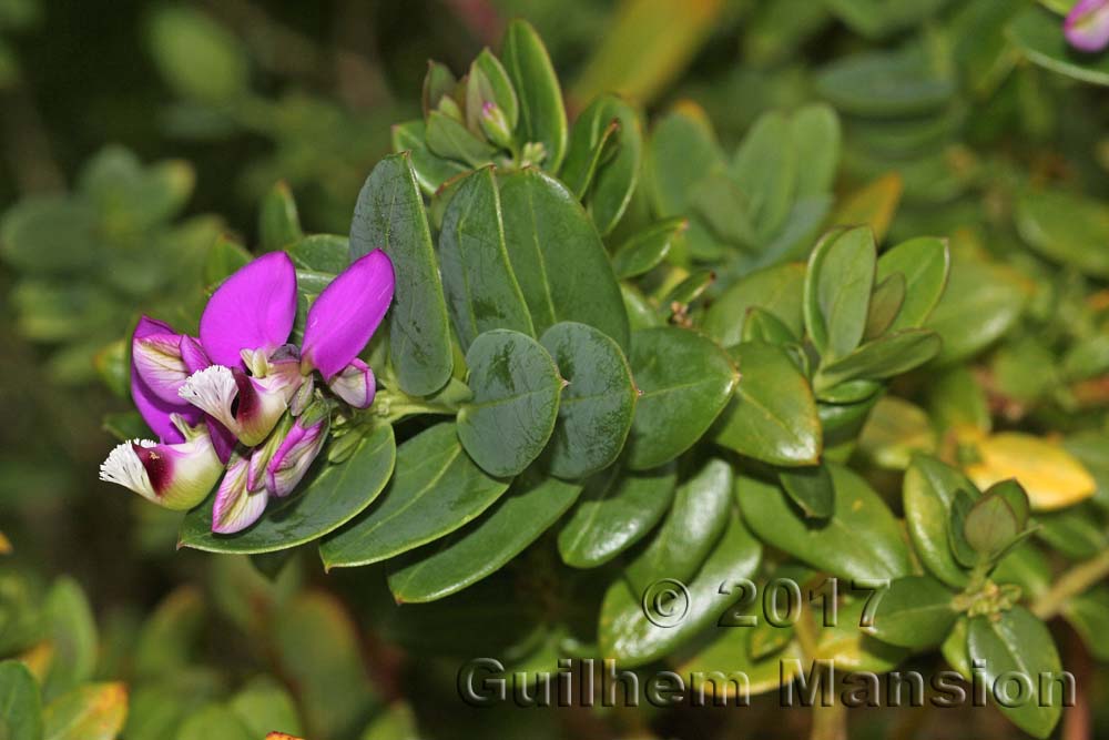 Polygala fruticosa