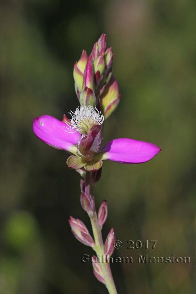 Polygala garcinii