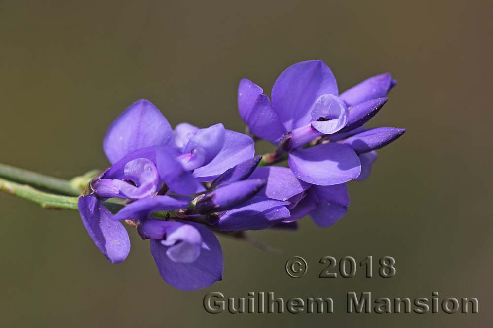 Polygala microphylla