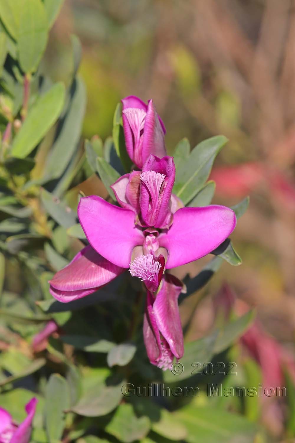 Polygala myrtifolia