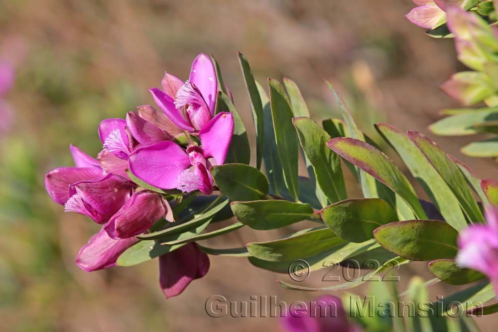 Polygala myrtifolia