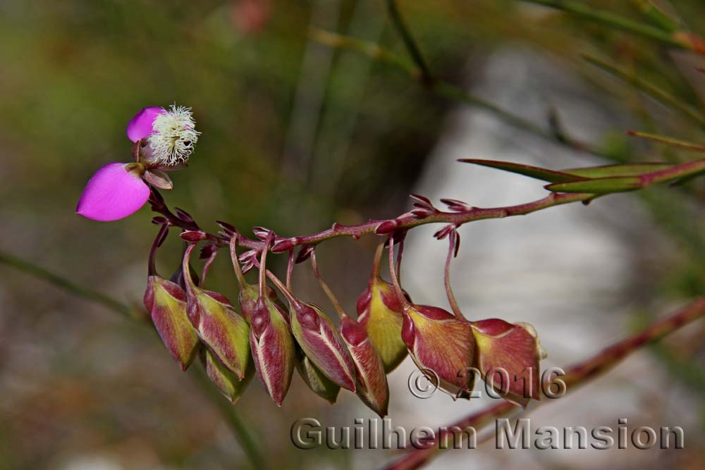 Polygala garcinii