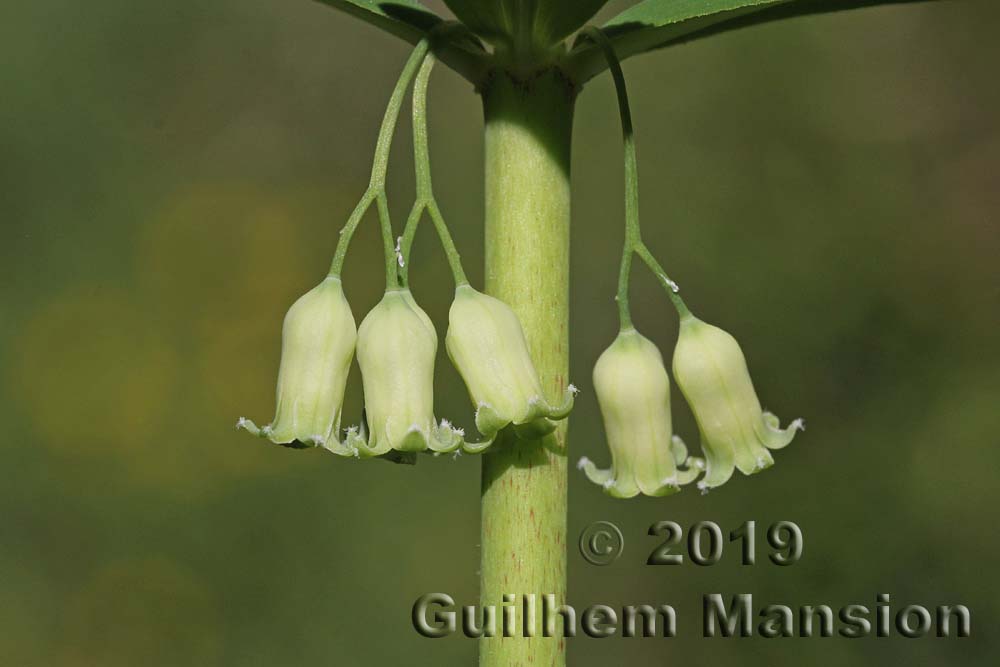 Polygonatum verticillatum