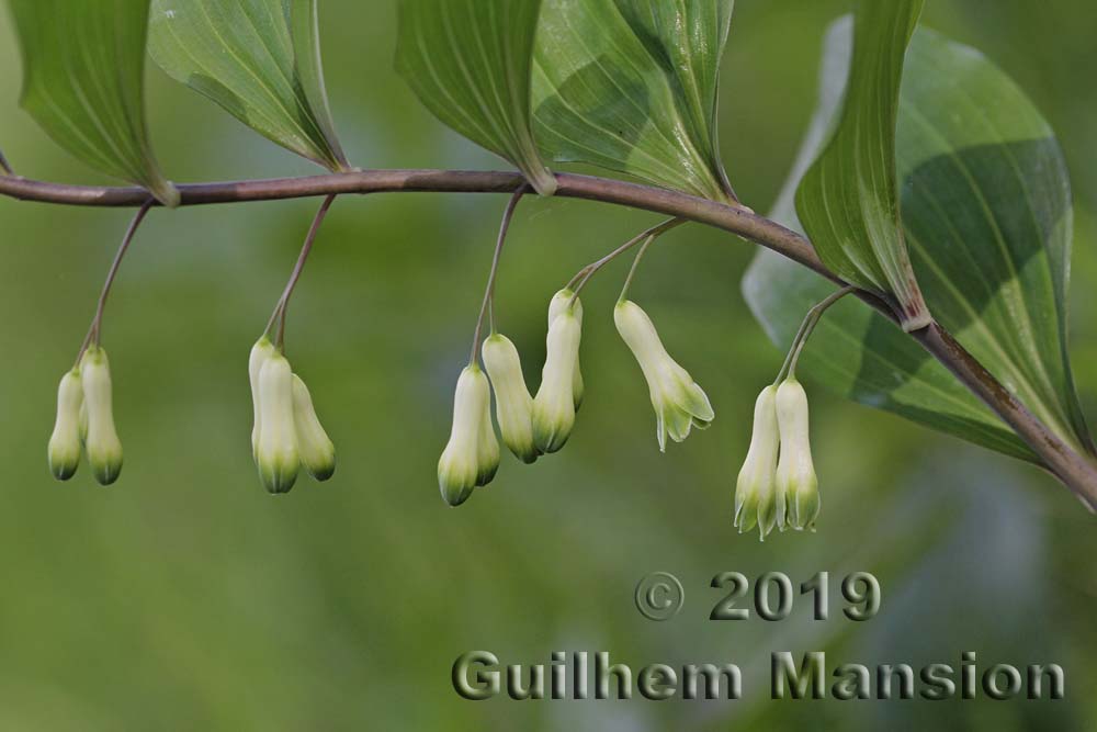 Polygonatum multiflorum